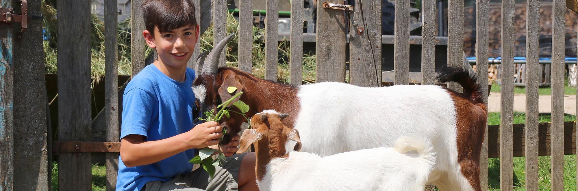 Viele Tiere zum Streicheln und Füttern
