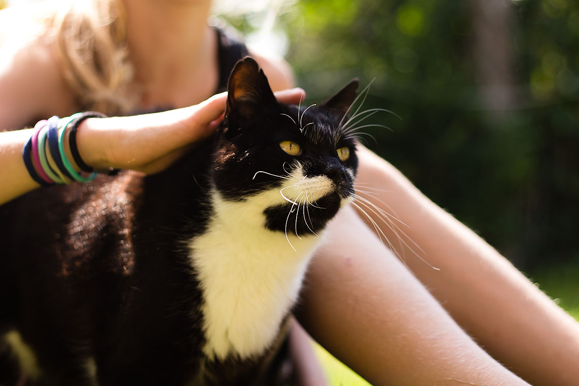 Unsere Katze lässt sich verwöhnen Unsere Katze lässt sich verwöhnen