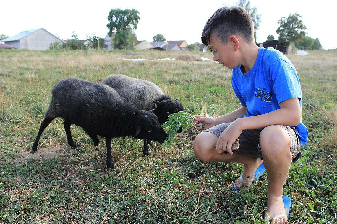 Zwei Schafe auf der Wiese Zwei Schafe auf der Wiese