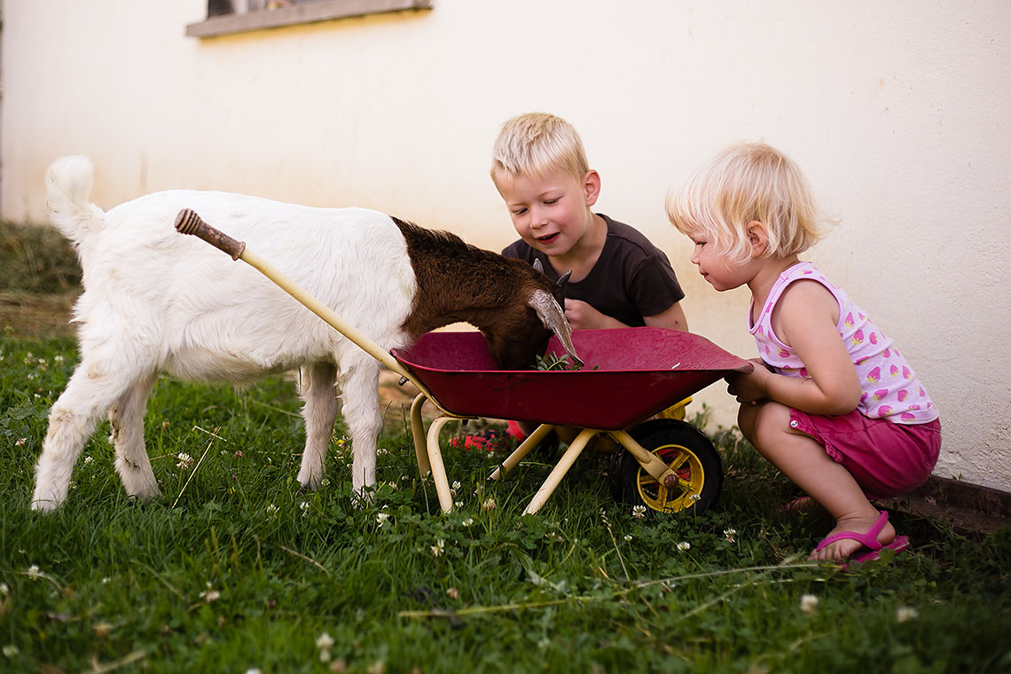 Eine Ziege frisst aus einer Schubkarre Eine Ziege frisst aus einer Schubkarre