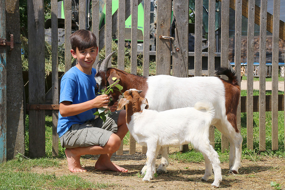 Ein Junge füttert zwei Ziegen Ein Junge füttert zwei Ziegen