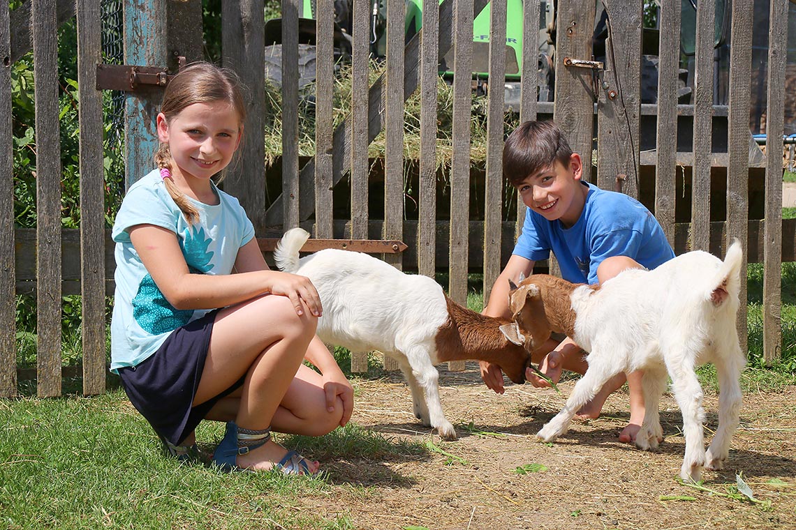 Zwei Ziegen Zwei Ziegen